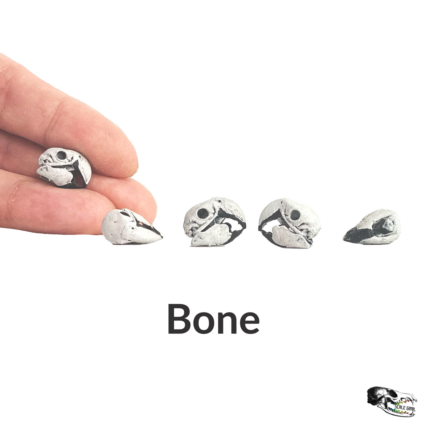 Miniature Parrot Skulls (Scarlet Macaw) - 1:12 Scale dollhouse and diorama miniatures