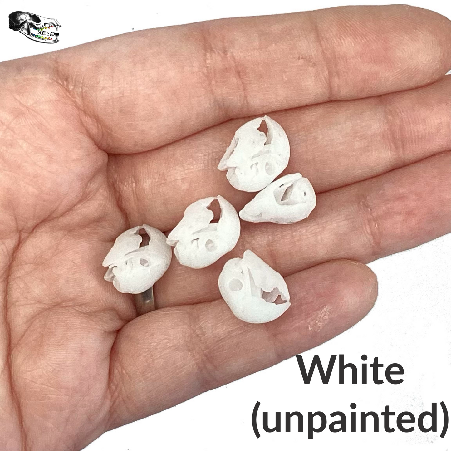 Miniature Parrot Skulls (Scarlet Macaw) - 1:12 Scale dollhouse and diorama miniatures