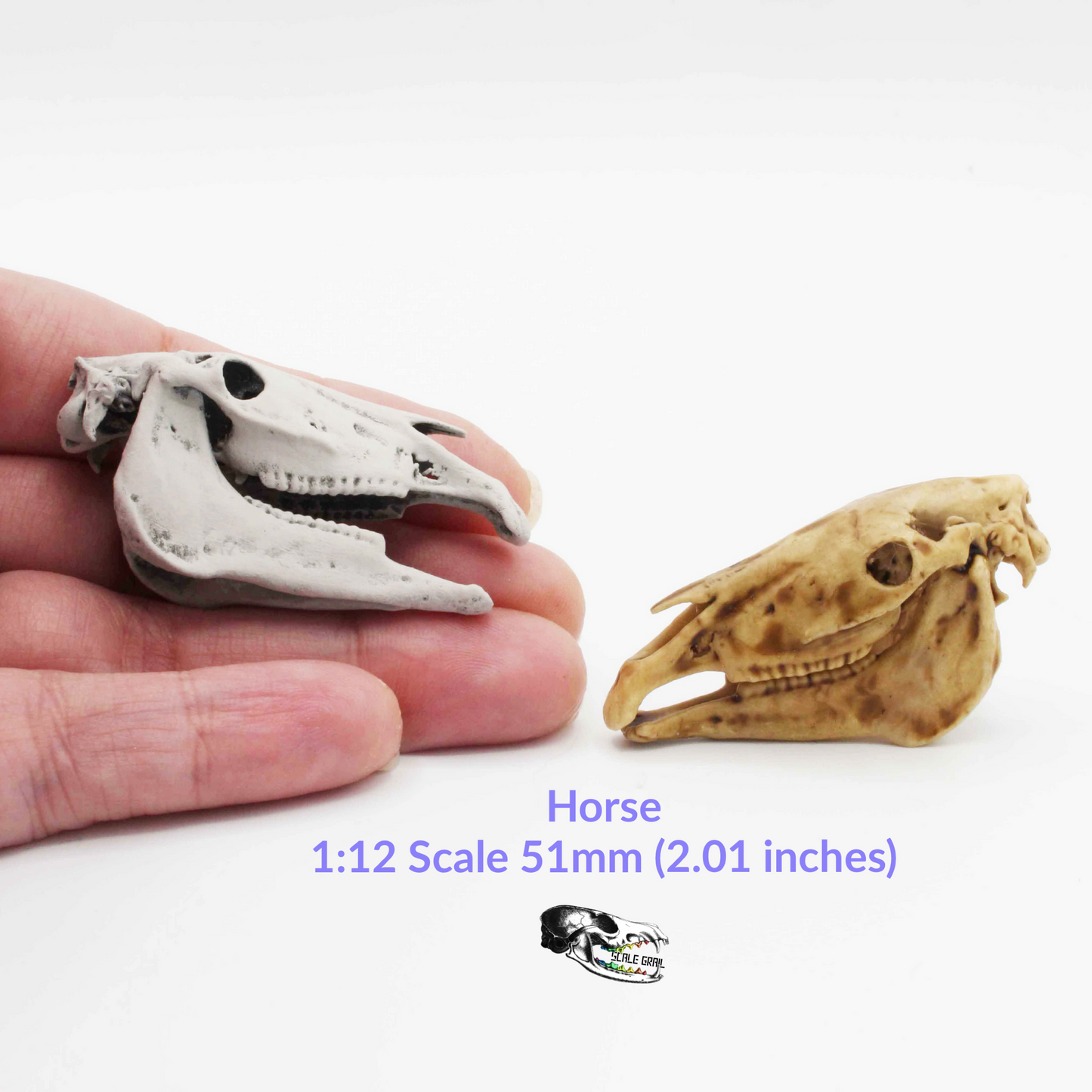 Miniature Horse Skull Miniature, 1:12 Scale Dollhouse Diorama Art and Craft Supplies (1 skull)