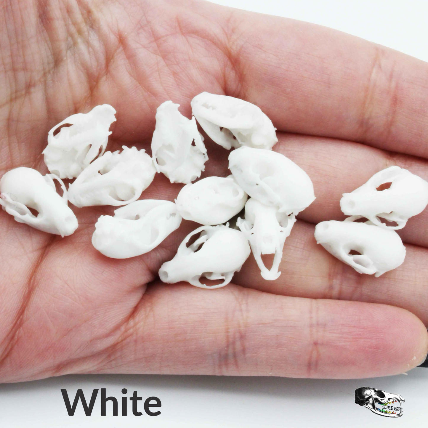 Raccoon Skull - 1:12 Scale Miniature Replica for Diorama, Dollhouse (5 skulls)