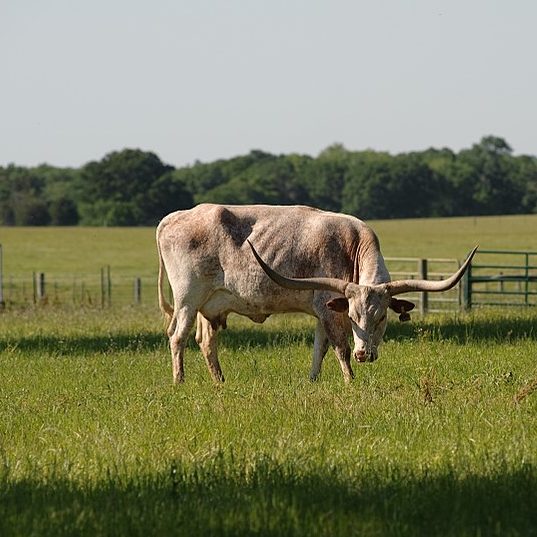 Texas Longhorn Skull Replica - 1:24 Scale