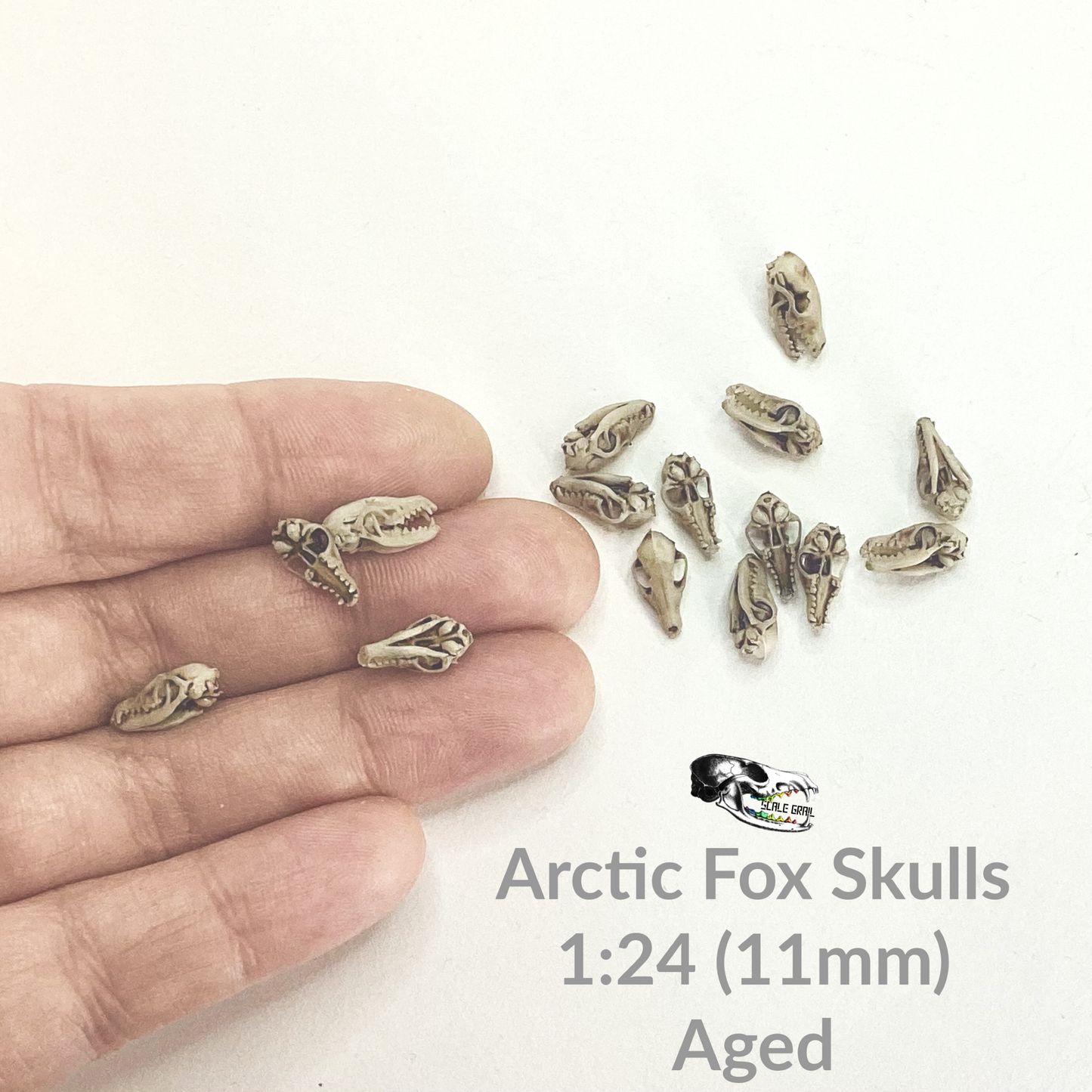 Fox Skulls (arctic fox) - 1:24 Scale