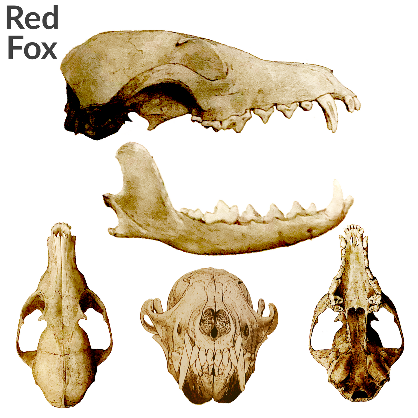 1:24 scale Fox Skulls (red fox) - miniature — made in NC, USA