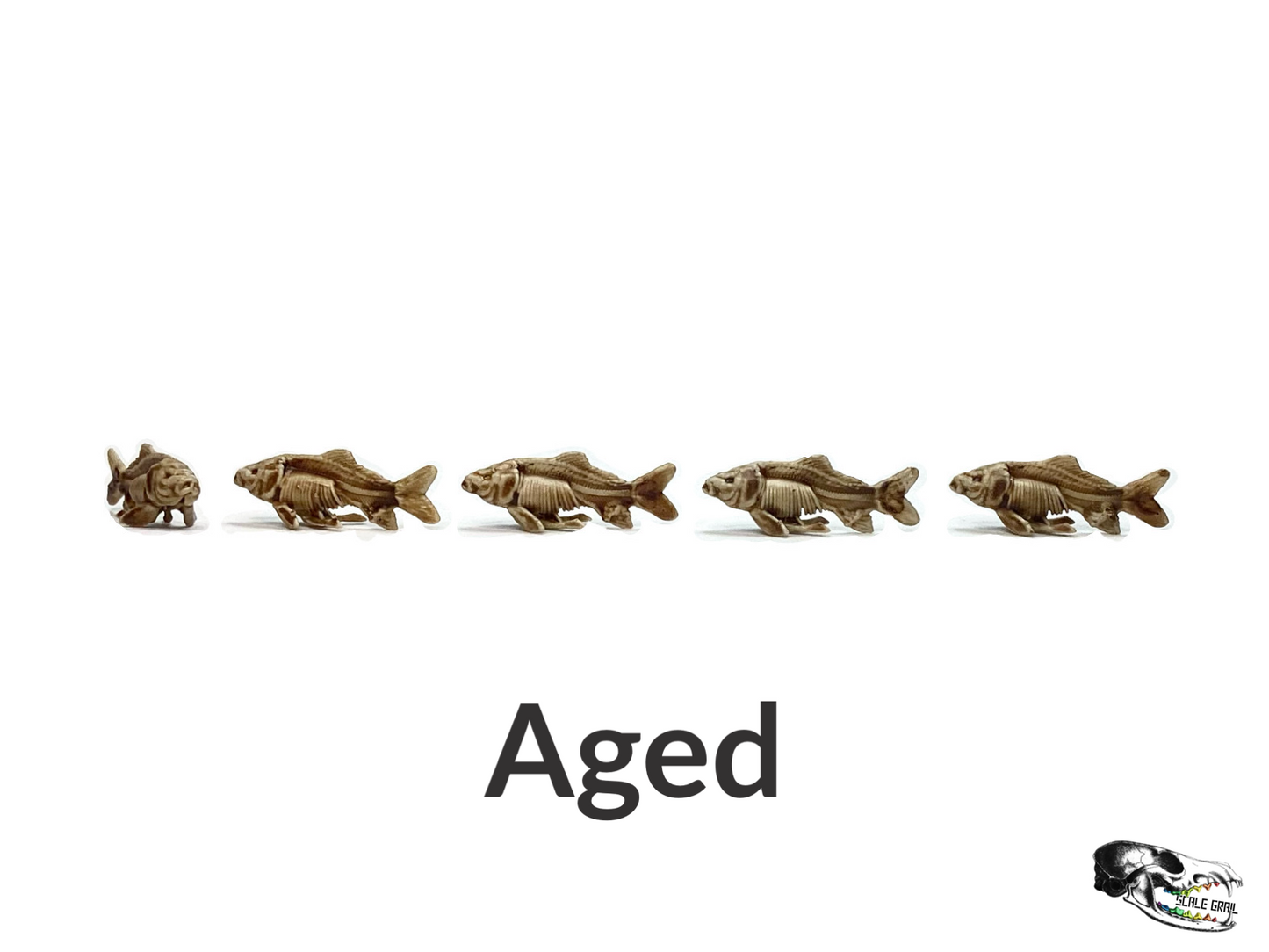 Fish Skeleton Replica