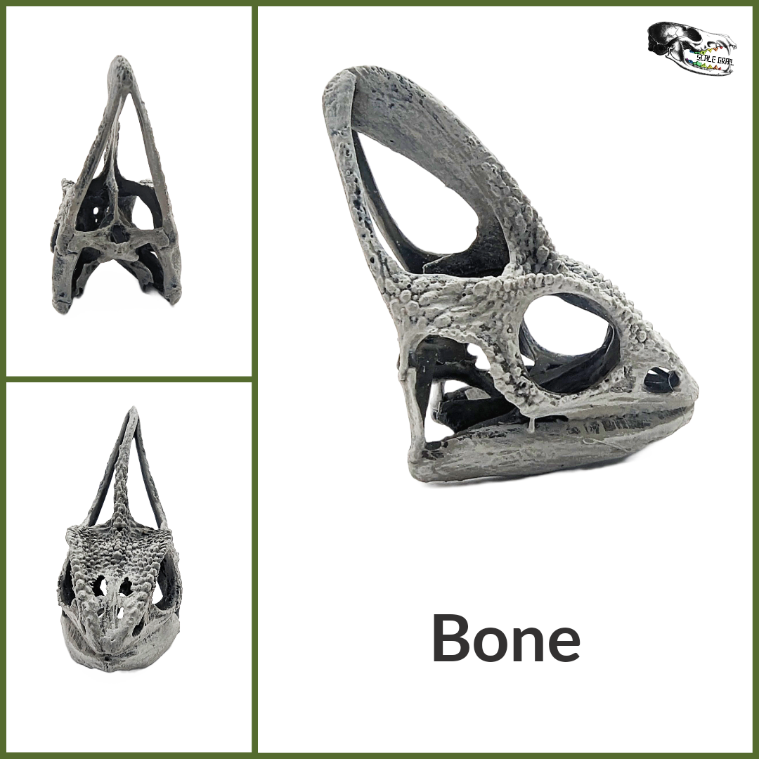 Chameleon Skull Replica- 1:1 scale size curiosity mythical diorama, dollhouse, jewelry making, arts and crafts, miniature oddities (1 skull)