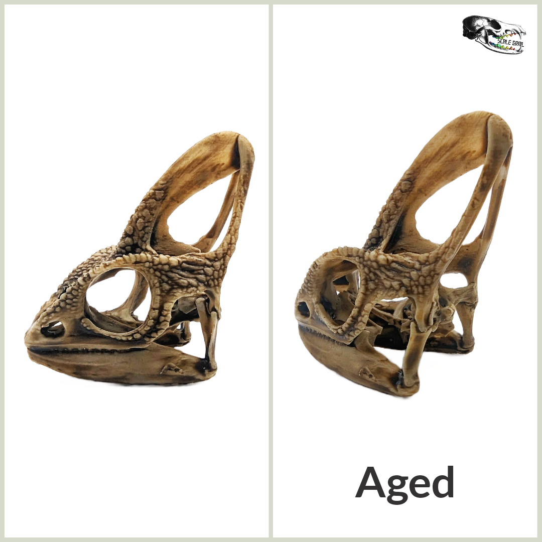 Chameleon Skull Replica- 1:1 scale size curiosity mythical diorama, dollhouse, jewelry making, arts and crafts, miniature oddities (1 skull)