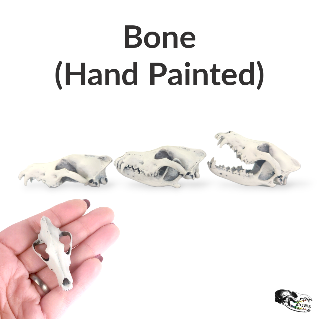 Gray Wolf Skull - 1:6 Scale
