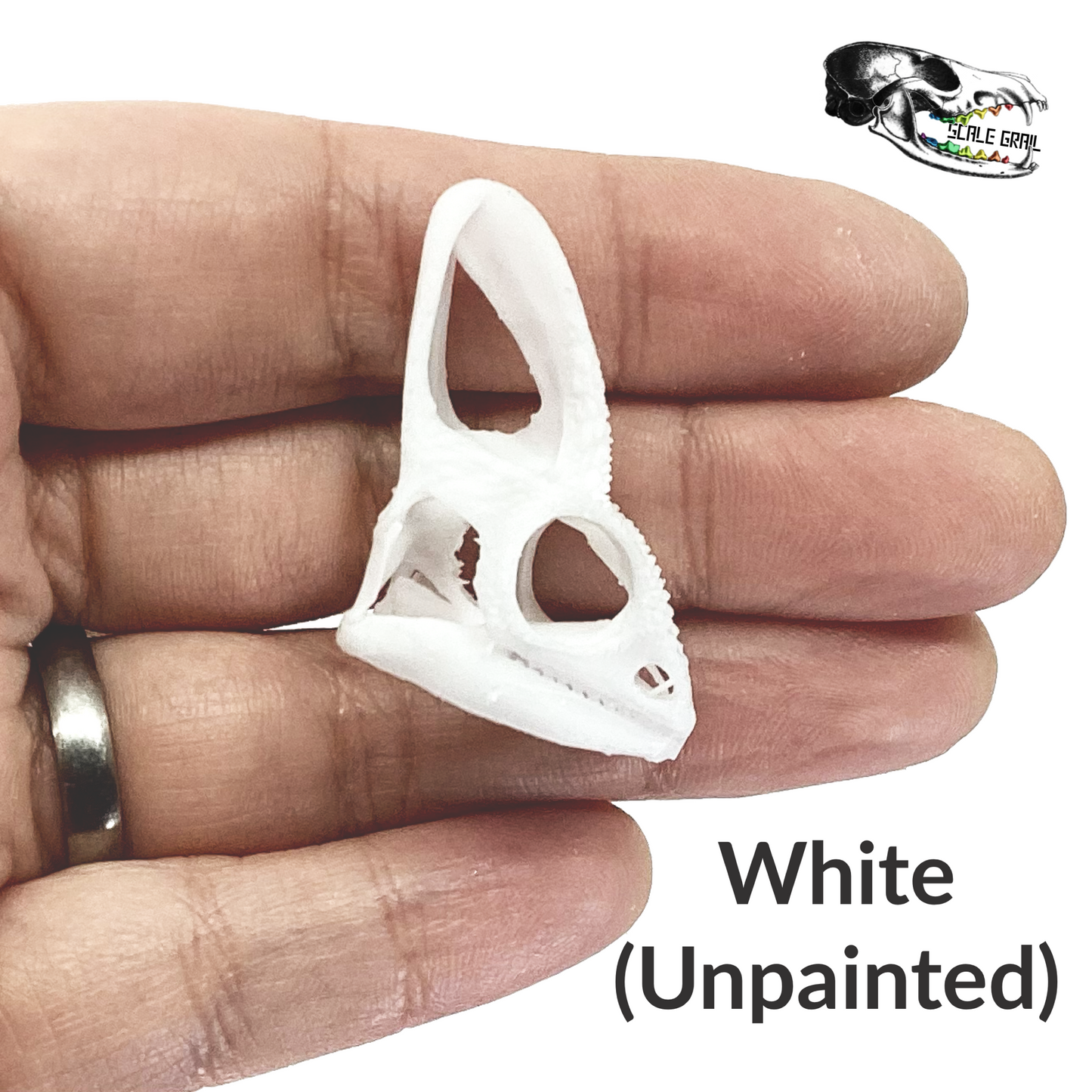 Chameleon Skull Replica- 1:1 scale size curiosity mythical diorama, dollhouse, jewelry making, arts and crafts, miniature oddities (1 skull)
