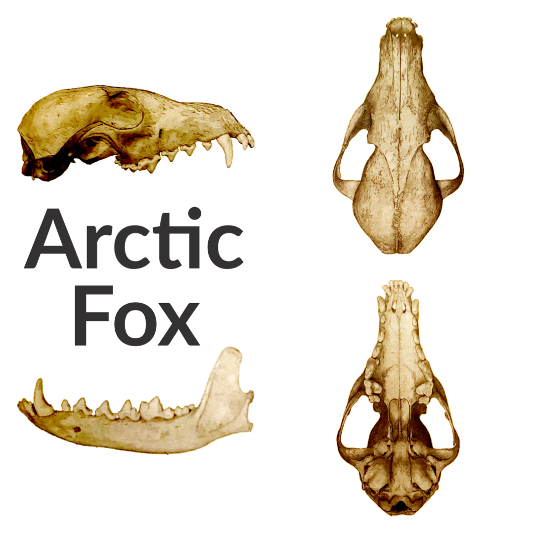 1:24 scale Fox Skulls (arctic fox) miniature — made in NC, USA