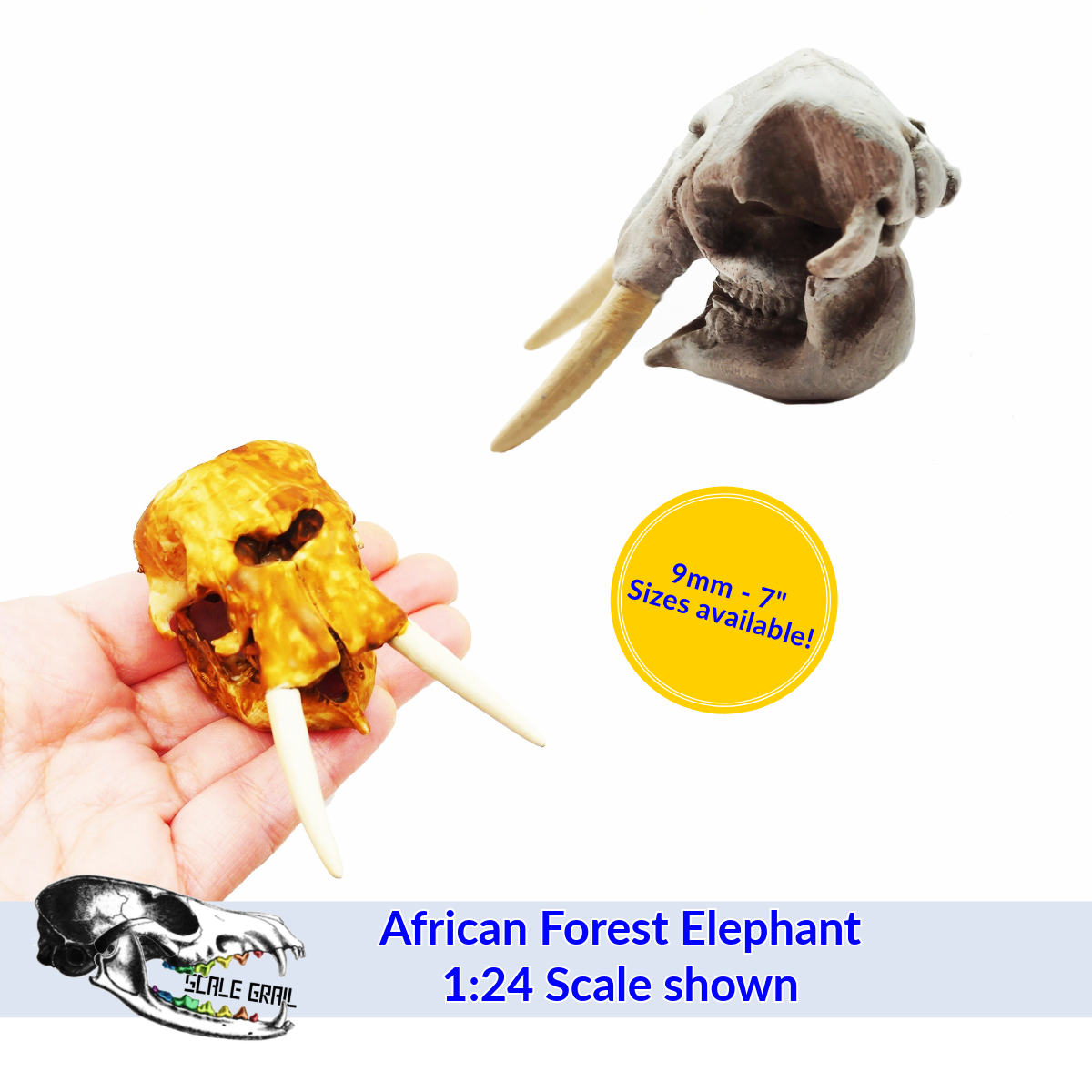 African Forest Elephant Skull Replica mini | The Scale Grail African Forest Elephant Skull Replica mini | The Scale Grail