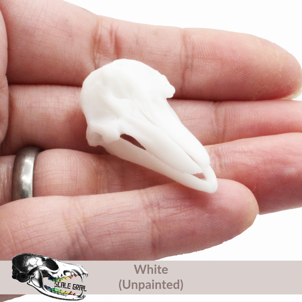Bottlenose Dolphin - Skull Replica miniature animal skulls by The Scale Grail