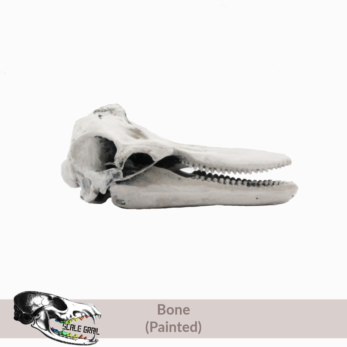 Bottlenose Dolphin - Skull Replica miniature animal skulls by The Scale Grail