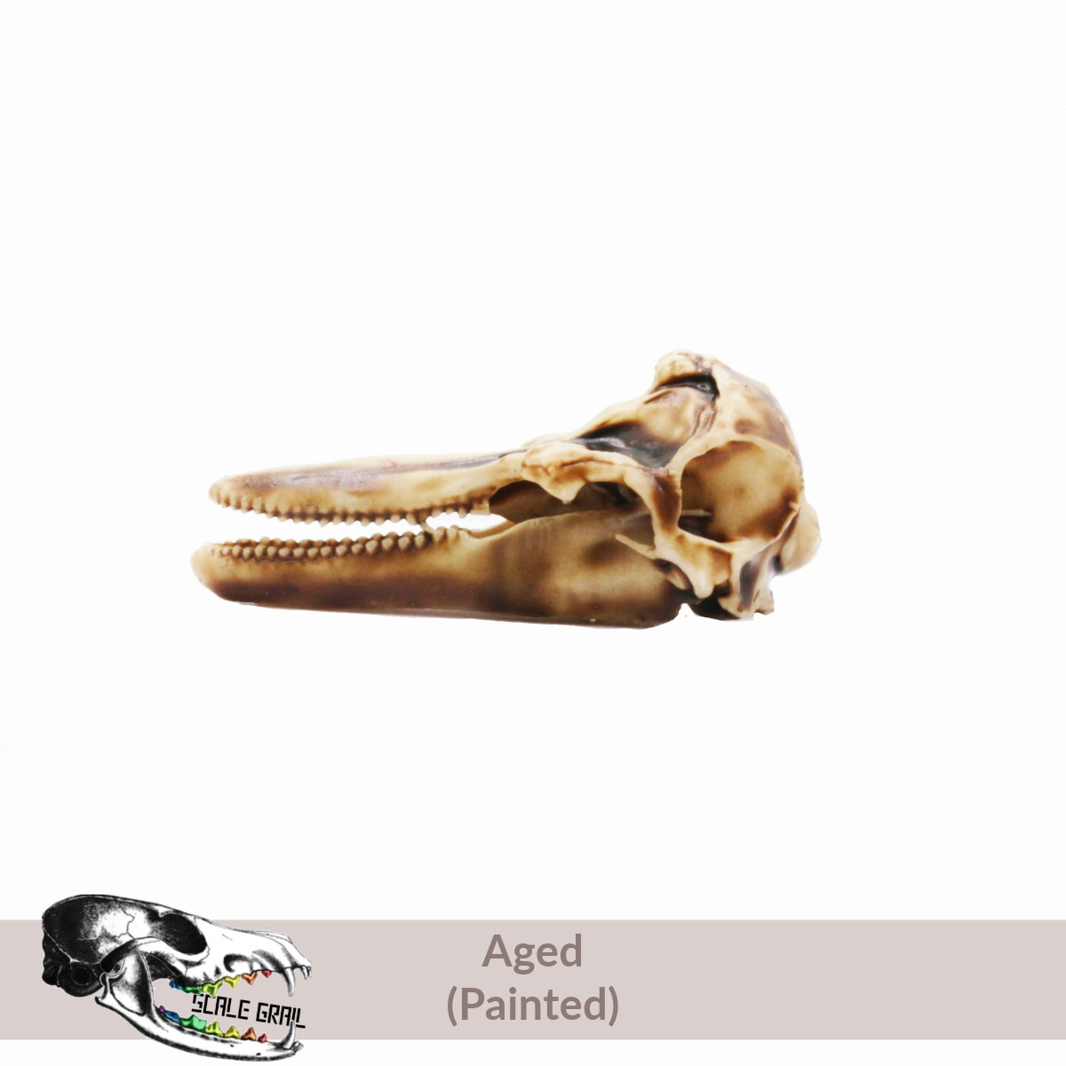Bottlenose Dolphin - Skull Replica miniature animal skulls by The Scale Grail