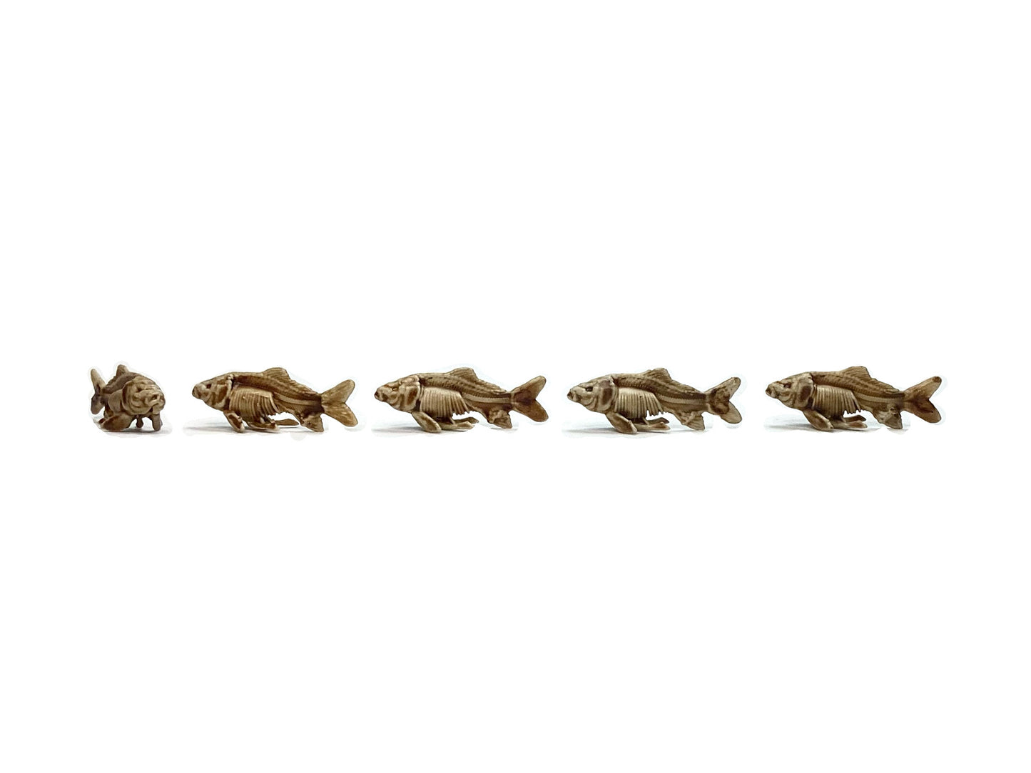 Fish Skeleton Replica