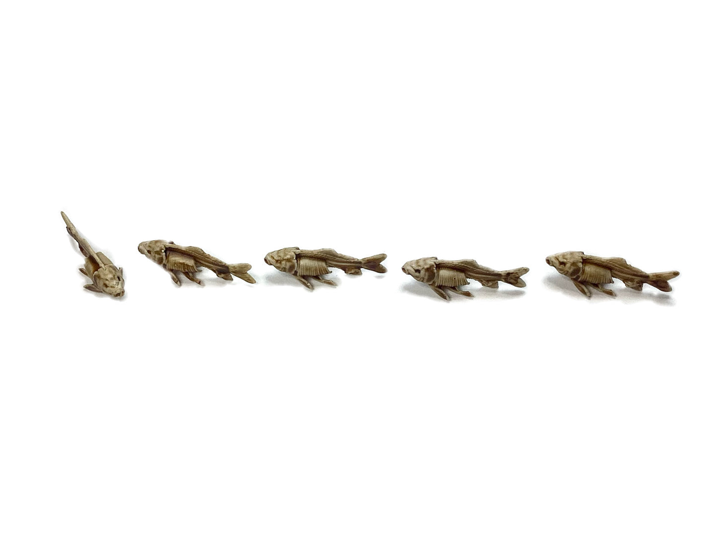Fish Skeleton Replica