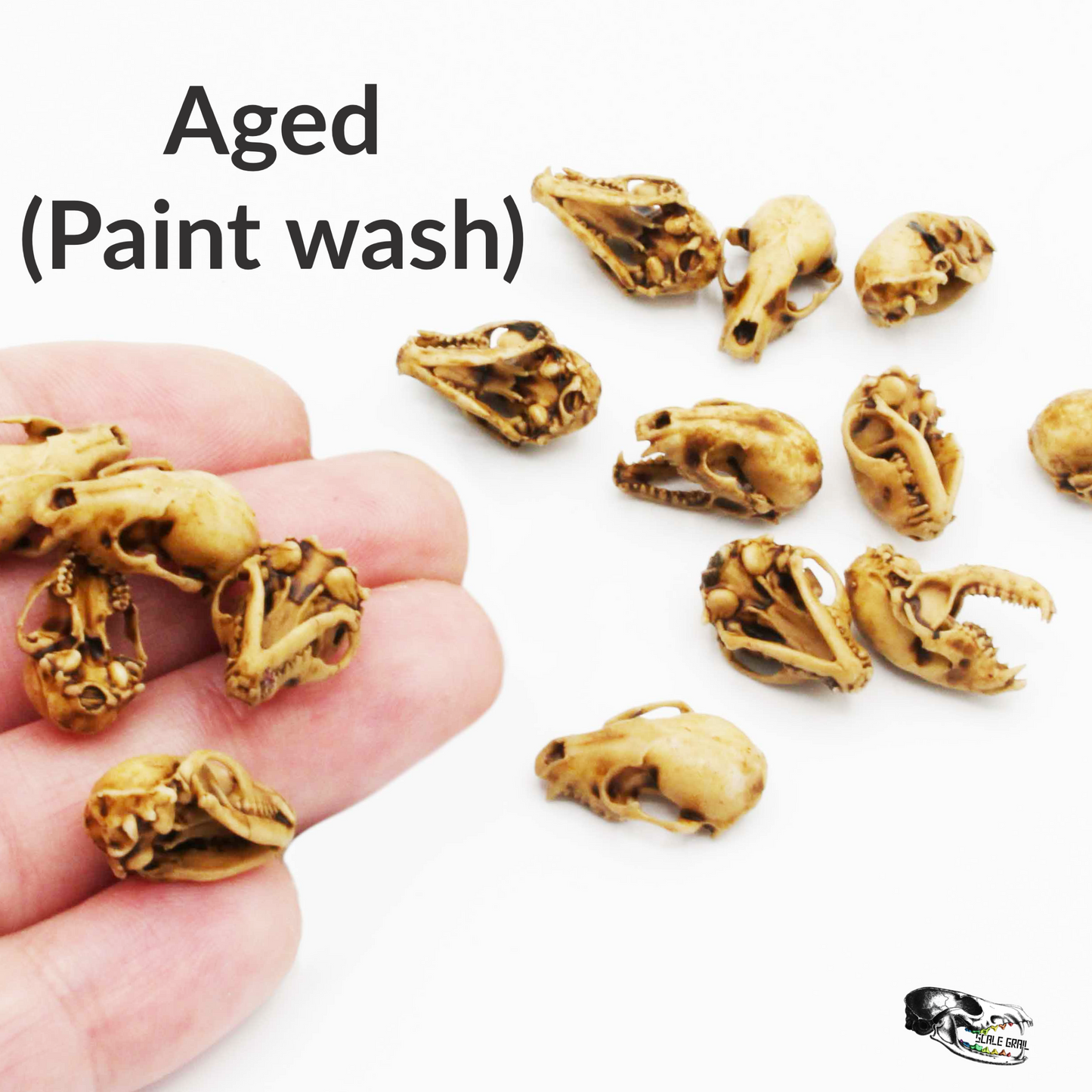 Raccoon Skull - 1:12 Scale Miniature Replica for Diorama, Dollhouse (5 skulls)