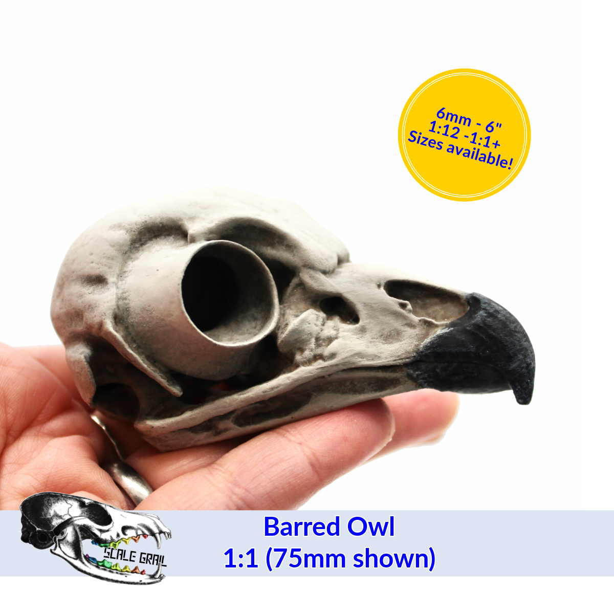 Barred Owl Skull (Field Bones Core Series: North America) by The Scale Grail