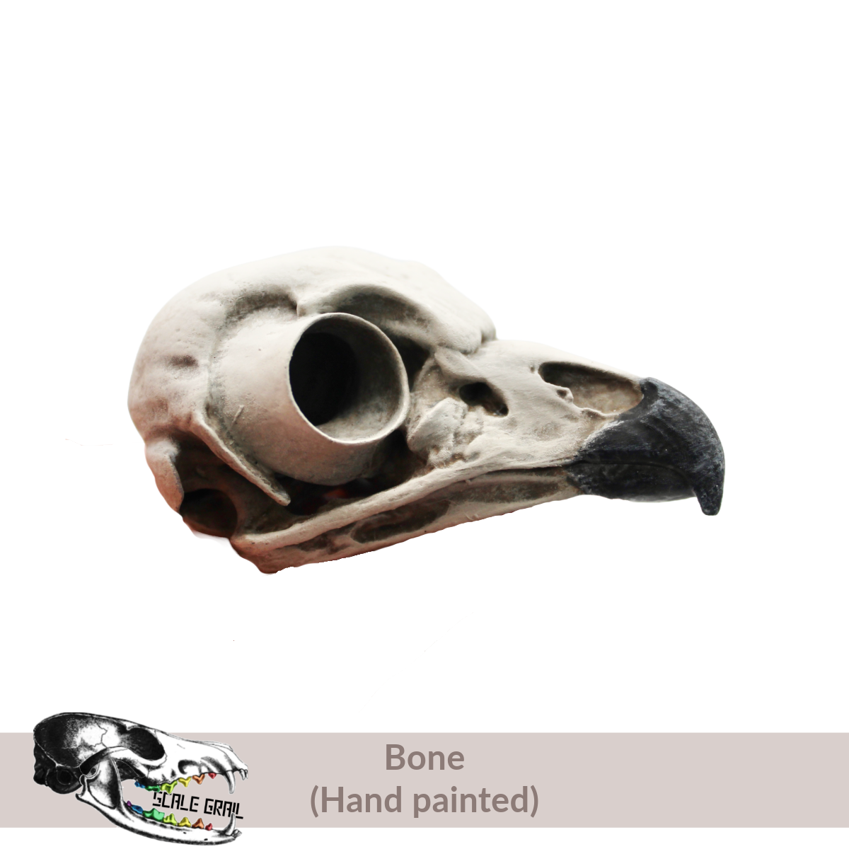 Barred Owl Skull (Field Bones Core Series: North America) by The Scale Grail