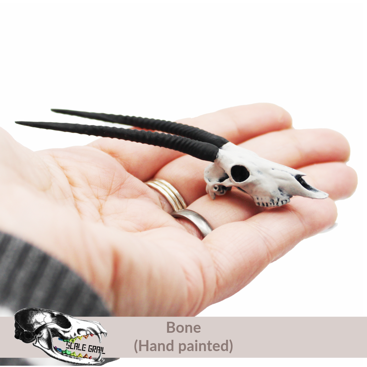 Gemsbok Skull (Field Bones Core Series: Africa) miniature dollhouse and diorama collectibles by The Scale Grail