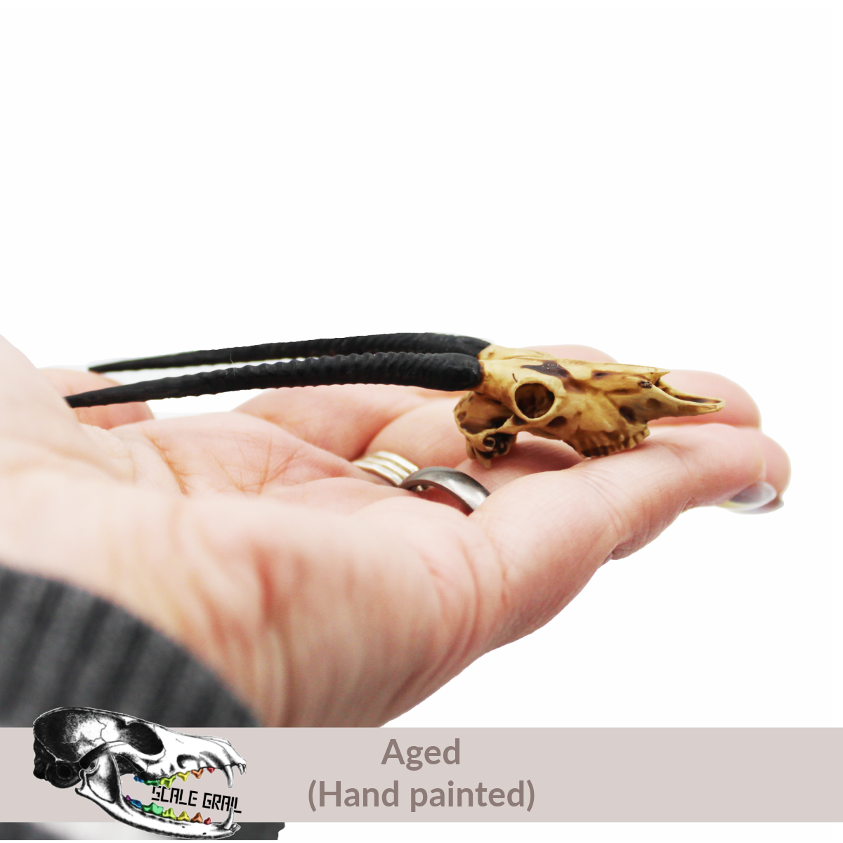 Gemsbok Skull (Field Bones Core Series: Africa) miniature dollhouse and diorama collectibles by The Scale Grail