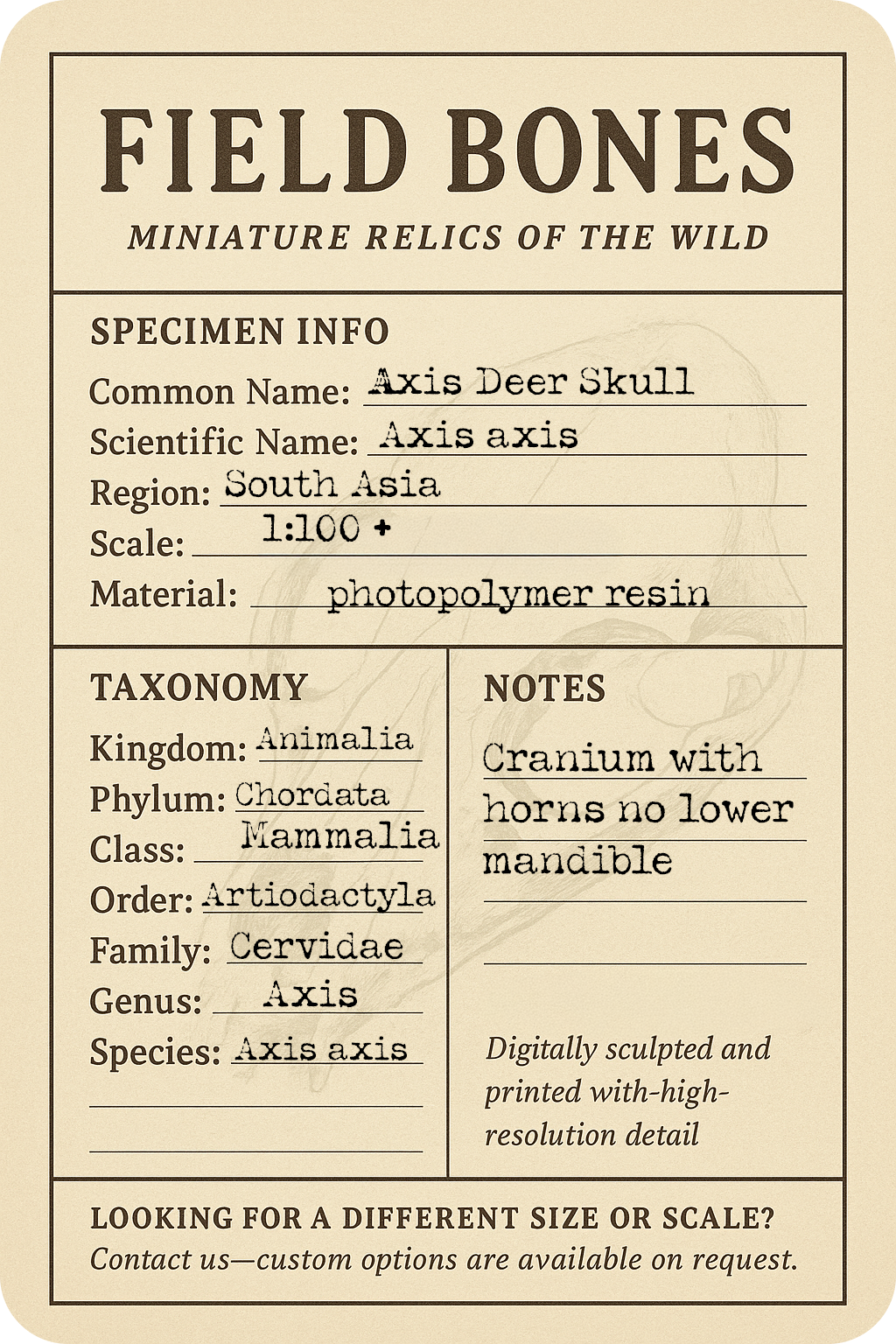 Axis Deer Skull (Field Bones Core Series: Asia) miniature dollhouse and diorama collectible by The Scale Grail