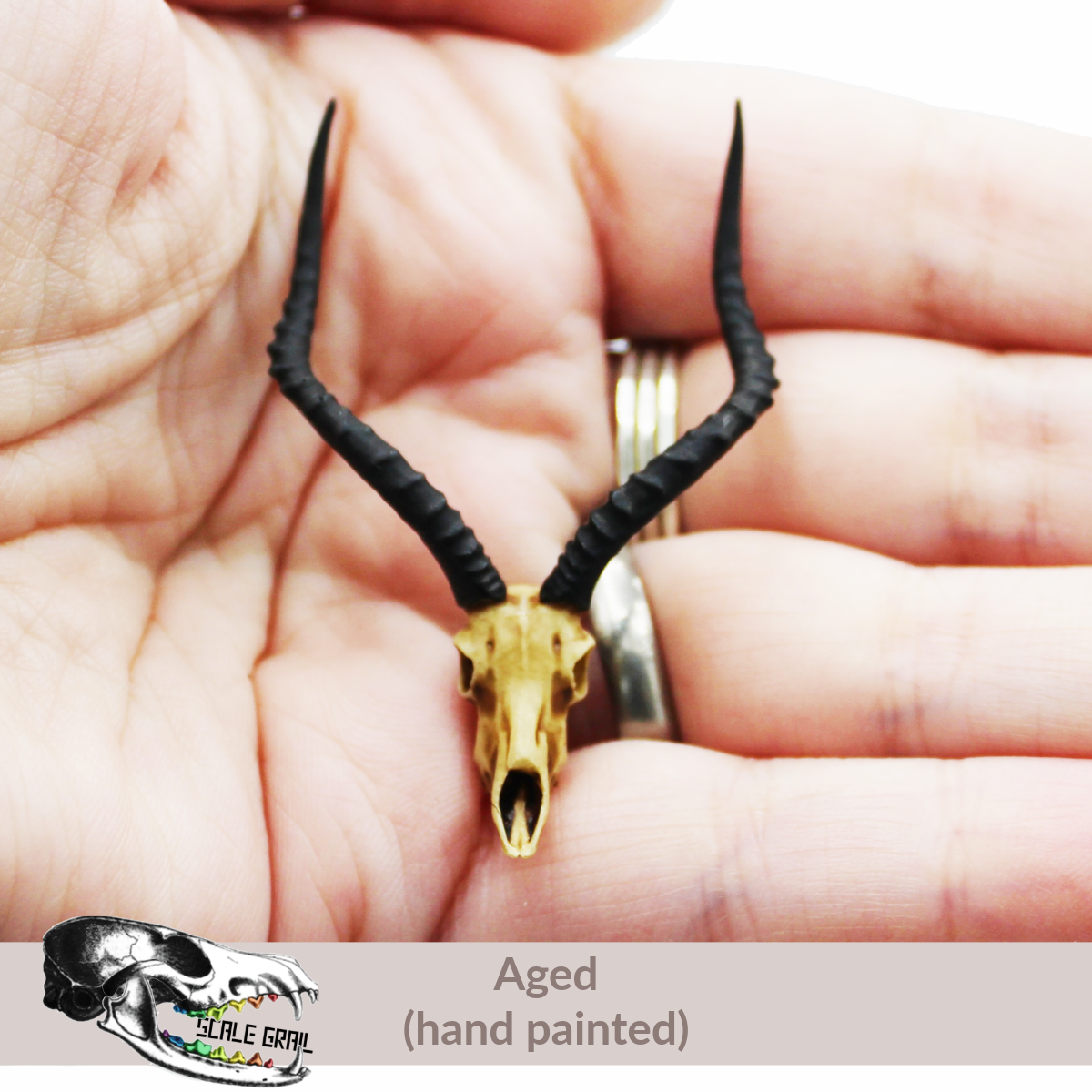 Impala Skull (Field Bones Core Series: Africa) miniature dollhouse and diorama collectible by The Scale Grail