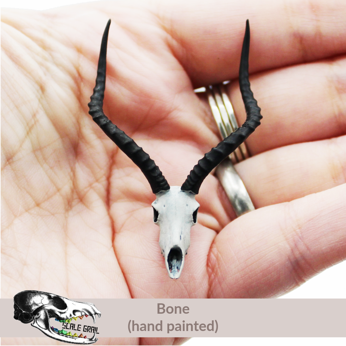 Impala Skull (Field Bones Core Series: Africa) miniature dollhouse and diorama collectible by The Scale Grail