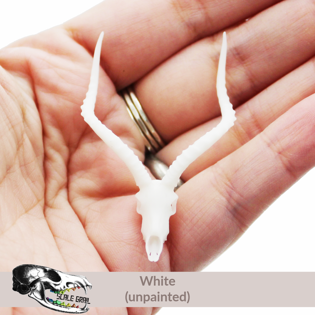 Impala Skull (Field Bones Core Series: Africa) miniature dollhouse and diorama collectible by The Scale Grail