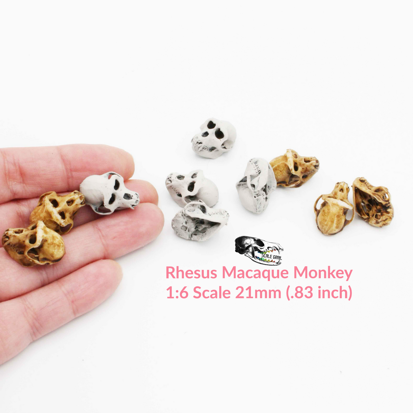 Rhesus Macaque Skull - 1:6 scale replica miniature dollhouse diorama decoration (5 skulls)