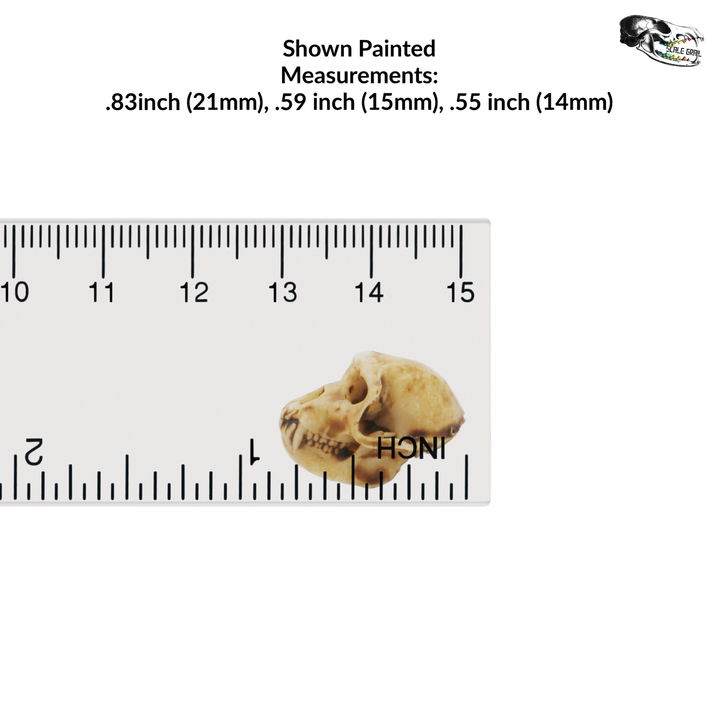 Rhesus Macaque Skull - 1:6 scale replica miniature dollhouse diorama decoration (5 skulls)