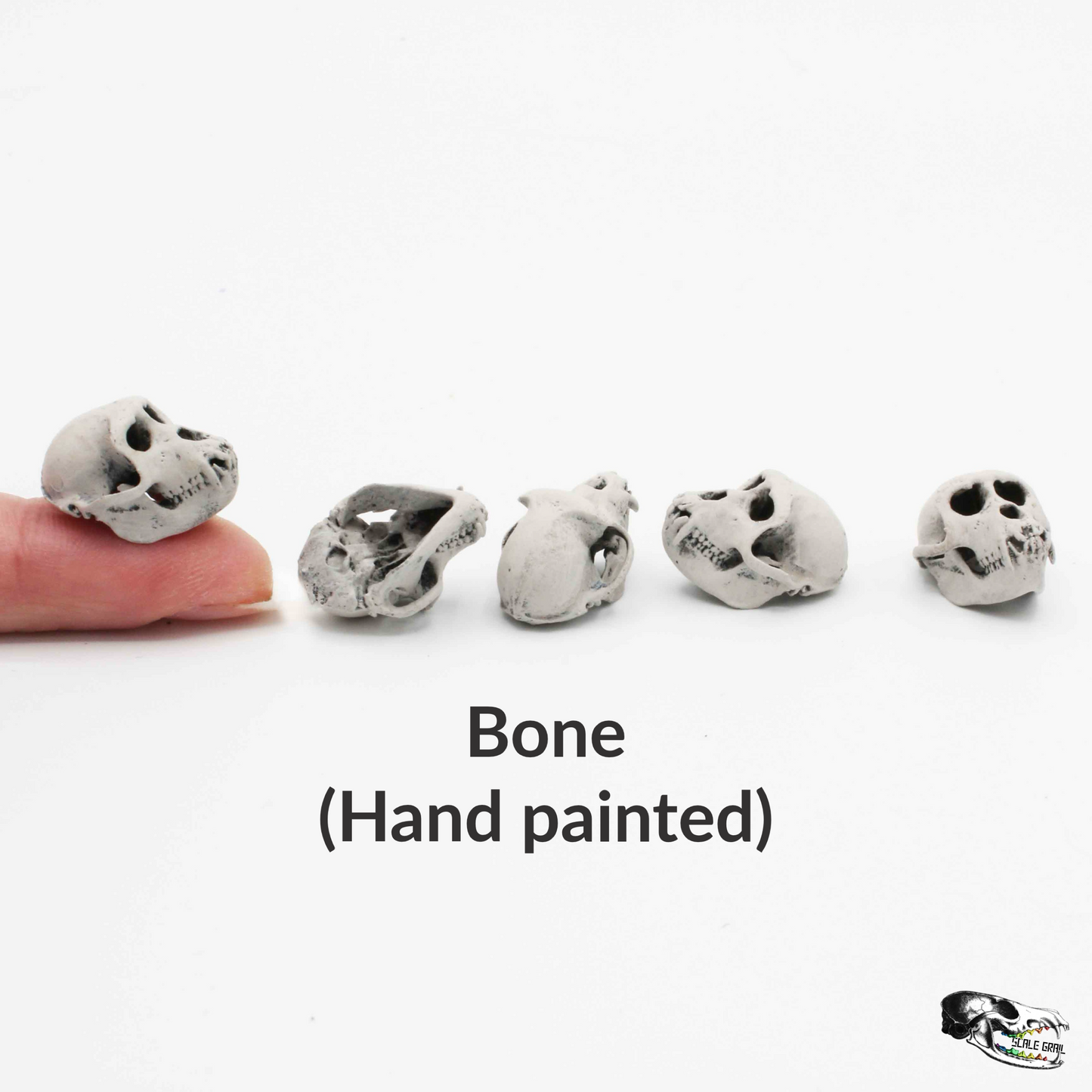 Rhesus Macaque Skull - 1:6 scale replica miniature dollhouse diorama decoration (5 skulls)