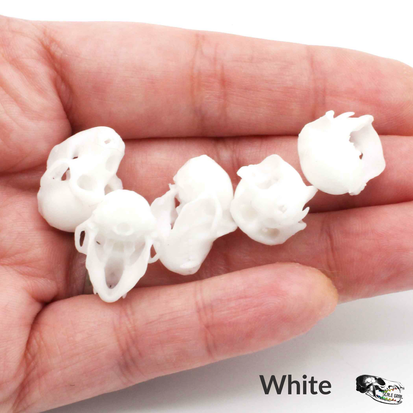 Rhesus Macaque Skull - 1:6 scale replica miniature dollhouse diorama decoration (5 skulls)