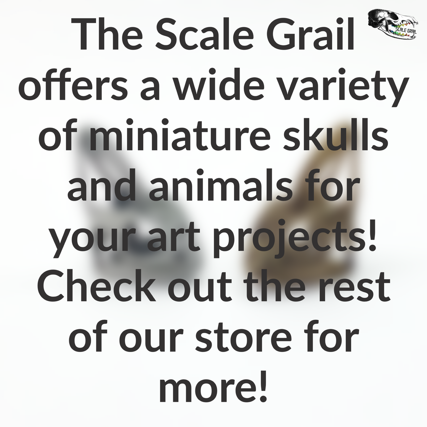 Chameleon Skull Replica- 1:1 scale size curiosity mythical diorama, dollhouse, jewelry making, arts and crafts, miniature oddities (1 skull)