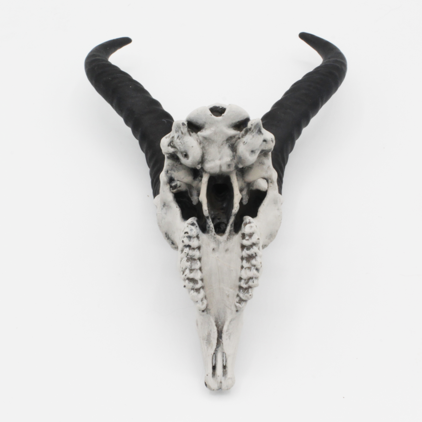 Springbok Skull - 4mm -1:2 Scale skull miniature replica oddities by The Scale Grail