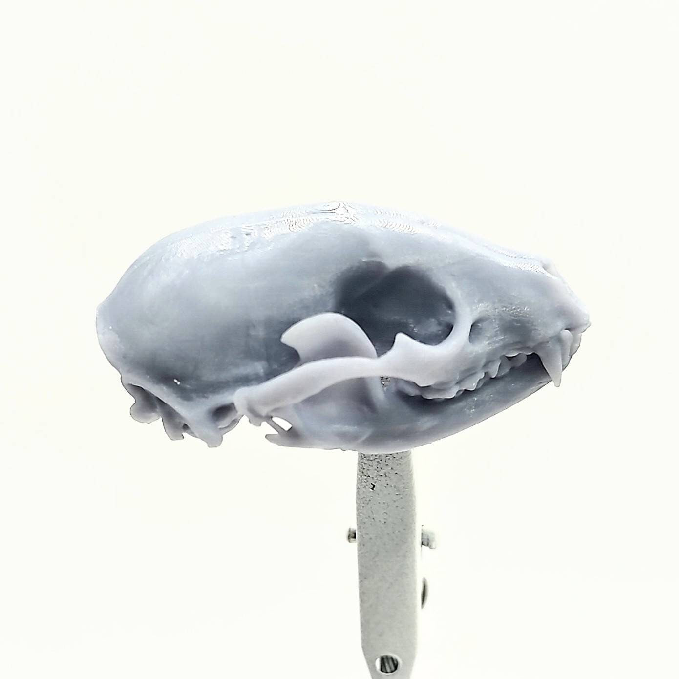 Raccoon Skull - 1:6 Scale skull replica for diorama, miniature horror scenes, dollhouse, curio cabinet, interesting curiosity (1 skull)