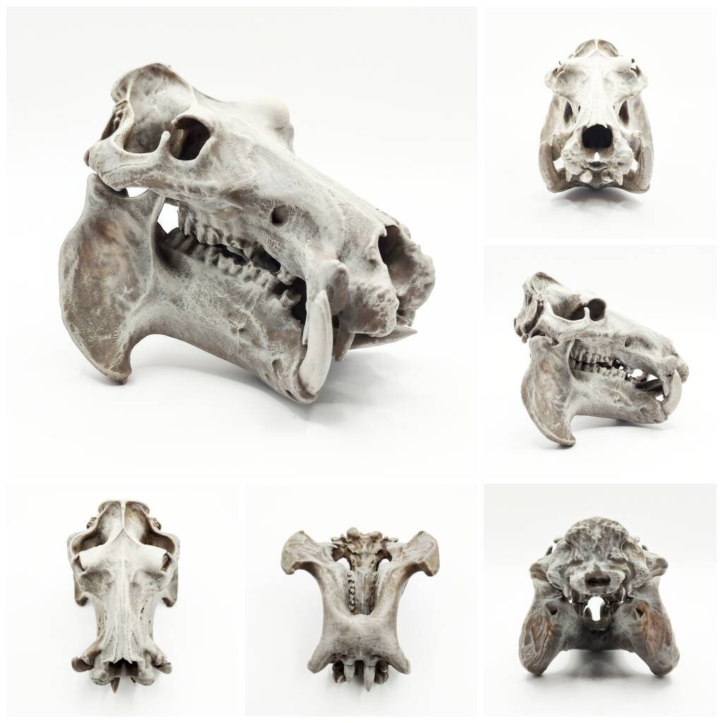 Hippo Skull Replica - 1:12 Scale Hippopotamus for diorama, miniature horror scenes, dollhouse, curio cabinet (1 skull)