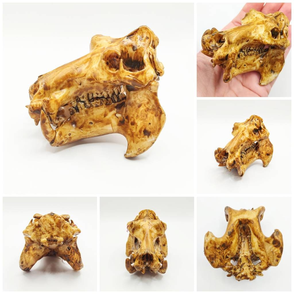 Hippo Skull Replica - 1:12 Scale Hippopotamus for diorama, miniature horror scenes, dollhouse, curio cabinet (1 skull)