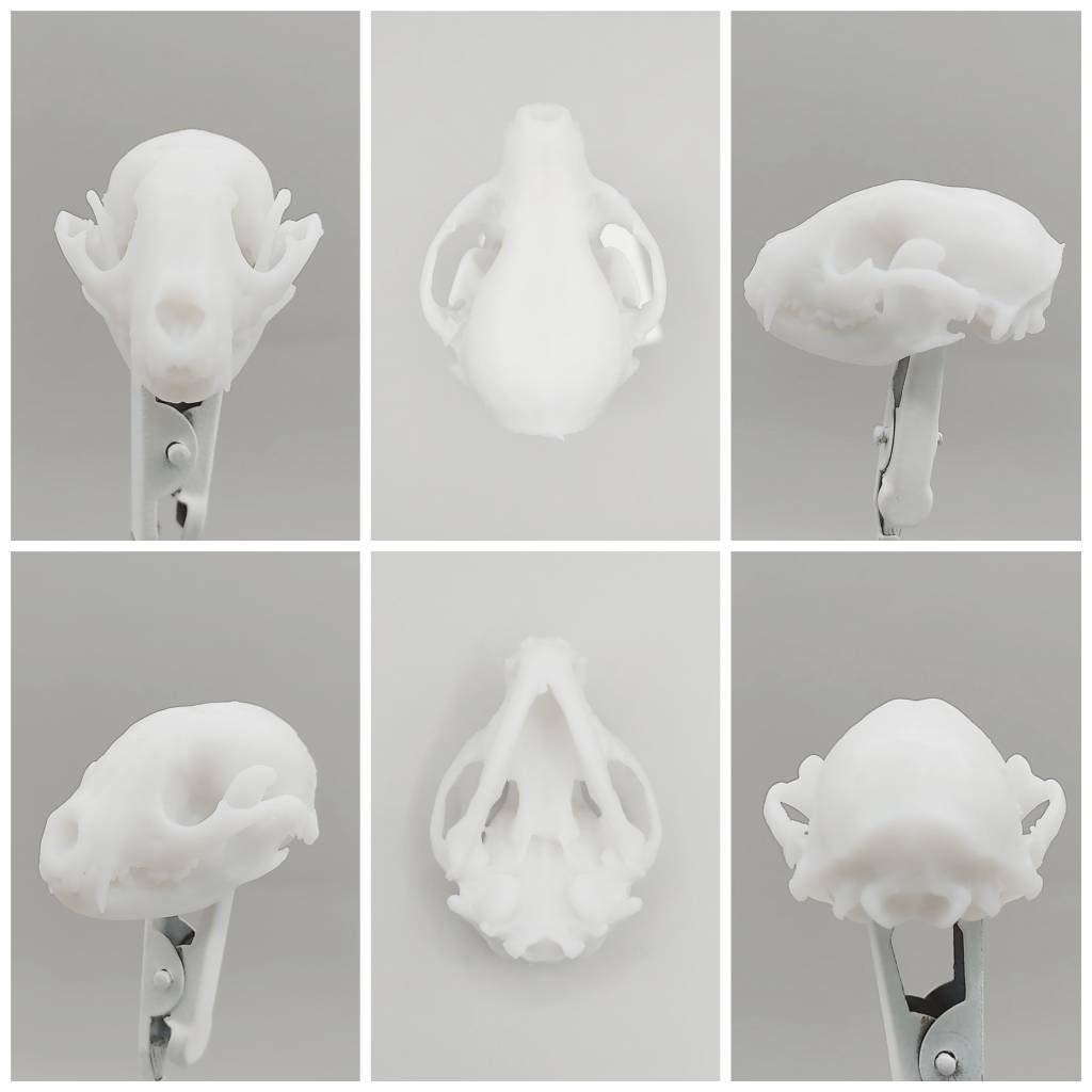 Raccoon Skull - 1:6 Scale skull replica for diorama, miniature horror scenes, dollhouse, curio cabinet, interesting curiosity (1 skull)