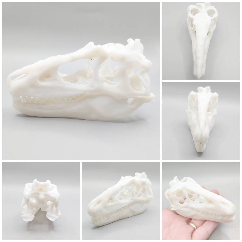 T-Rex (young) Full Dinosaur Skull Replica - 1:12 Scale for diorama, miniature horror scenes, dollhouse, curio cabinet
