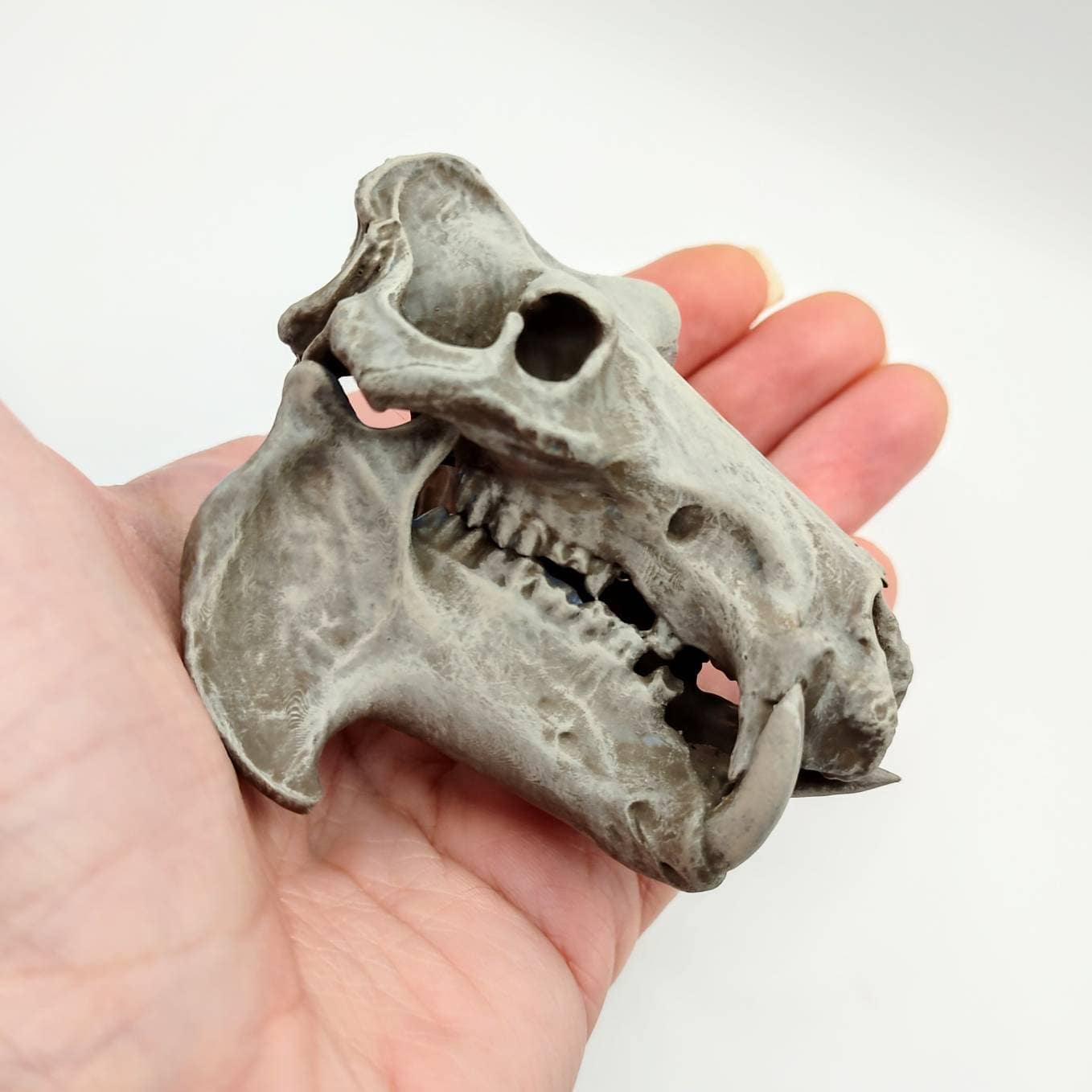 Hippo Skull Replica - 1:12 Scale Hippopotamus for diorama, miniature horror scenes, dollhouse, curio cabinet (1 skull)
