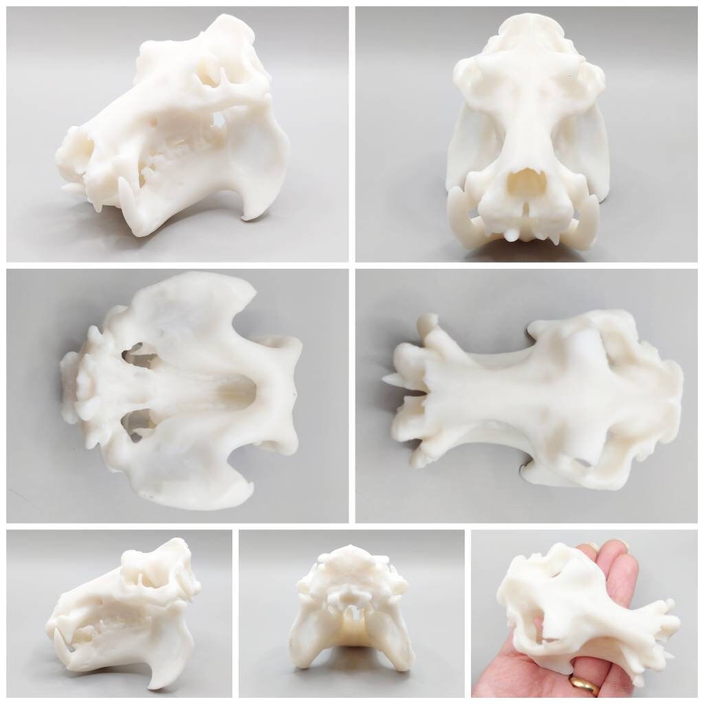 Hippo Skull Replica - 1:12 Scale Hippopotamus for diorama, miniature horror scenes, dollhouse, curio cabinet (1 skull)
