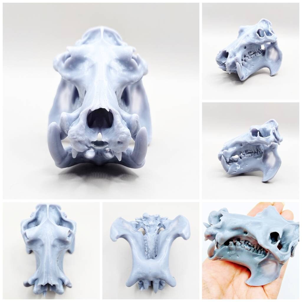 Hippo Skull Replica - 1:12 Scale Hippopotamus for diorama, miniature horror scenes, dollhouse, curio cabinet (1 skull)
