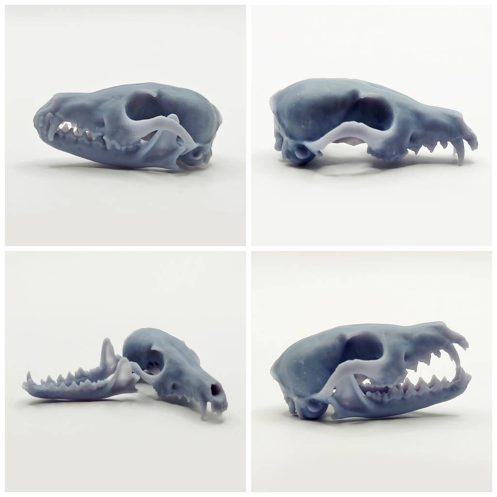 Fox Skull Cranium and Jaw - 1:6 Scale skull replica for diorama, miniature horror scenes, dollhouse, curio cabinet, interesting curiosity