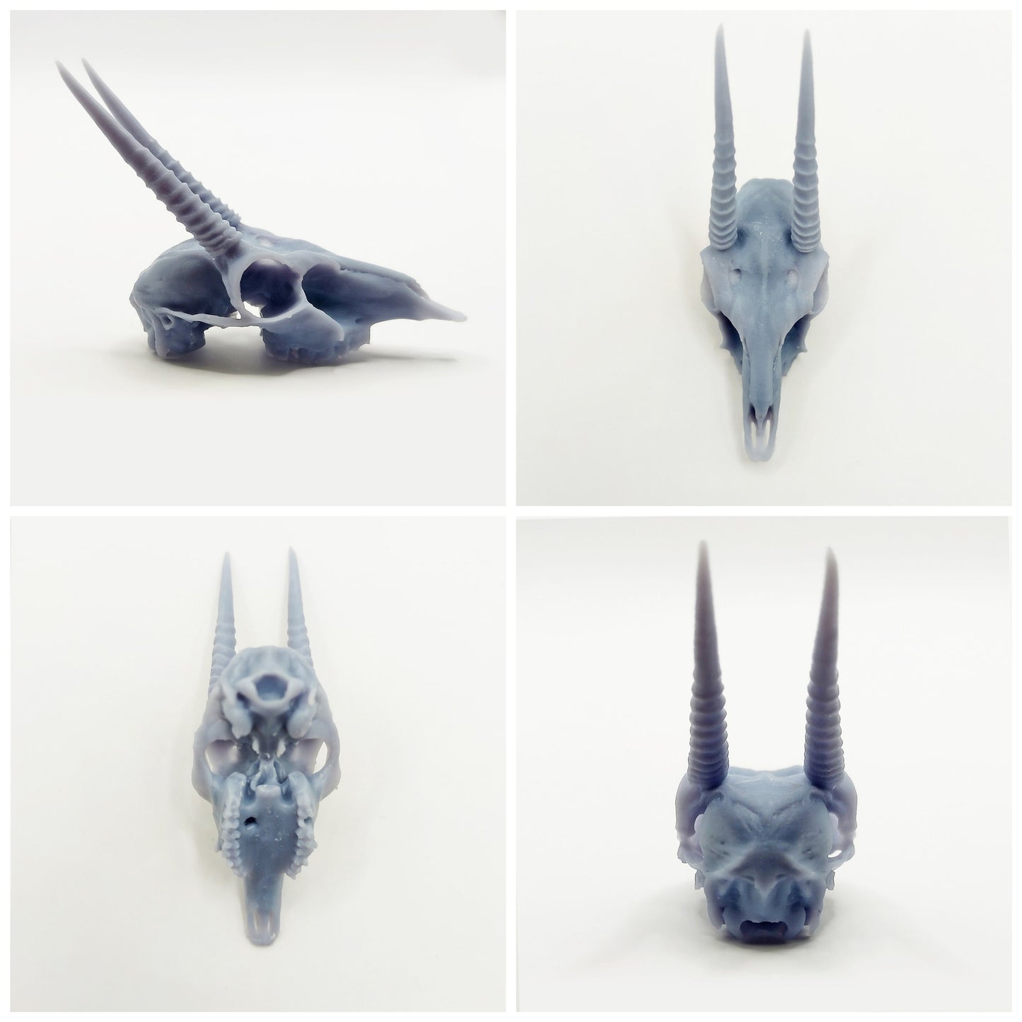Oribi Skull Cranium Replica - 1:6 Scale for diorama, miniature horror scenes, dollhouse, curio cabinet, interesting curiosity (1 skull)