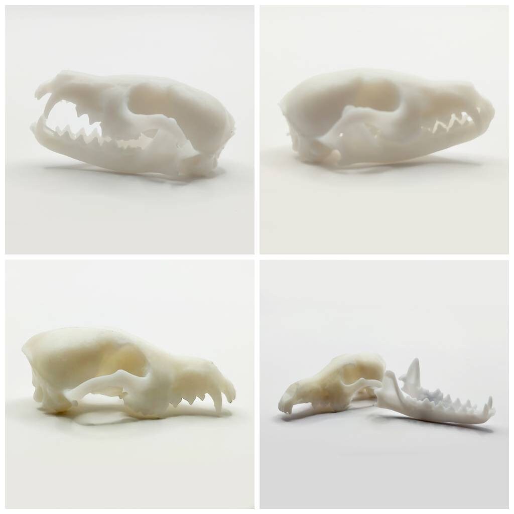Fox Skull Cranium and Jaw - 1:6 Scale skull replica for diorama, miniature horror scenes, dollhouse, curio cabinet, interesting curiosity