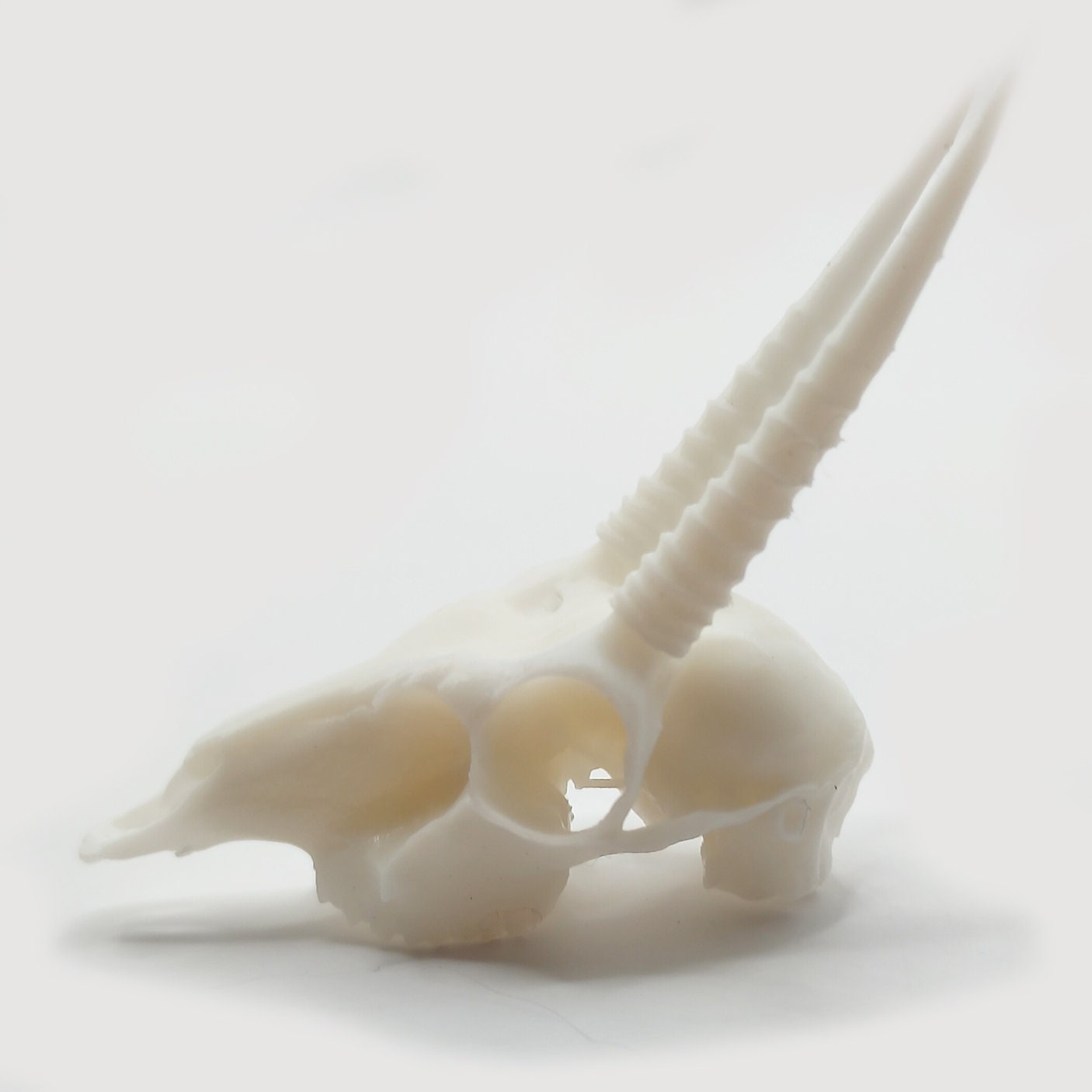 Oribi Skull Cranium Replica - 1:6 Scale for diorama, miniature horror scenes, dollhouse, curio cabinet, interesting curiosity (1 skull)