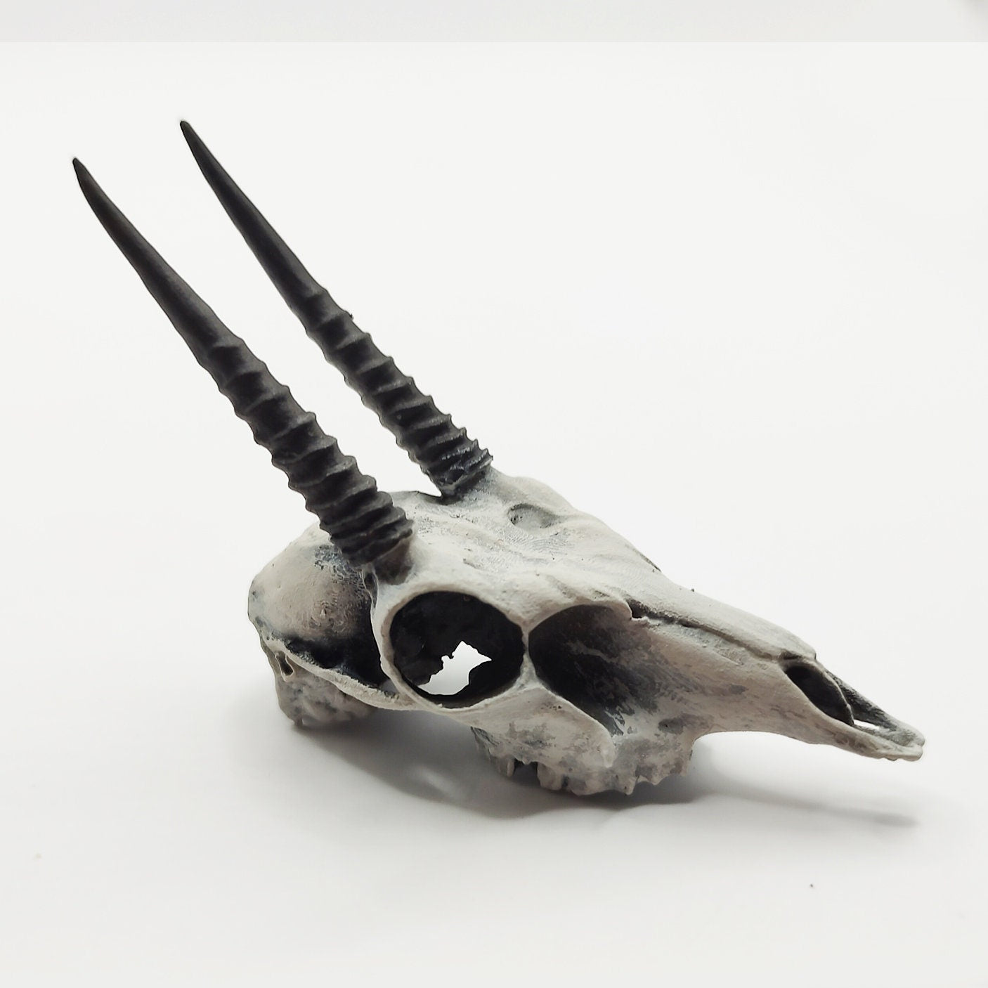 Oribi Skull Cranium Replica - 1:6 Scale for diorama, miniature horror scenes, dollhouse, curio cabinet, interesting curiosity (1 skull)