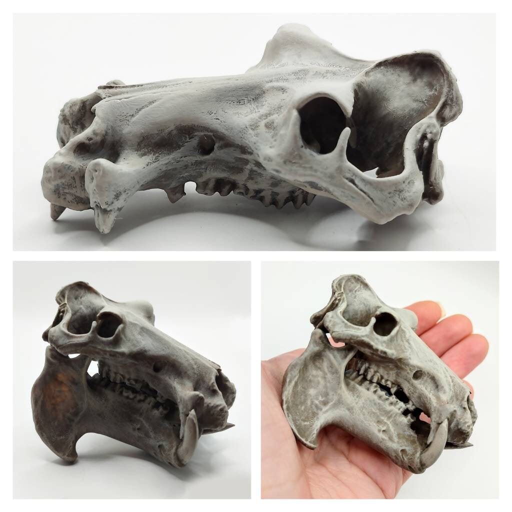 Hippo Skull Replica - 1:12 Scale Hippopotamus for diorama, miniature horror scenes, dollhouse, curio cabinet (1 skull)