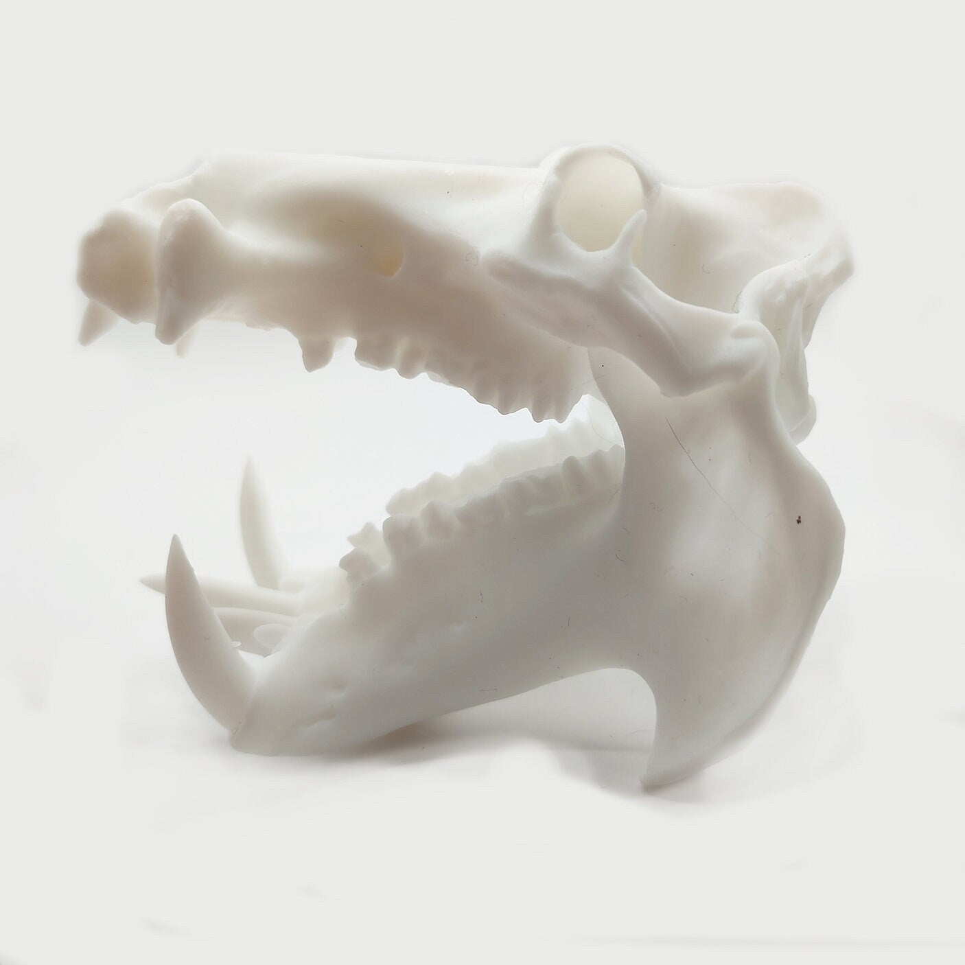 Hippo Skull Replica - 1:12 Scale Hippopotamus for diorama, miniature horror scenes, dollhouse, curio cabinet (1 skull)