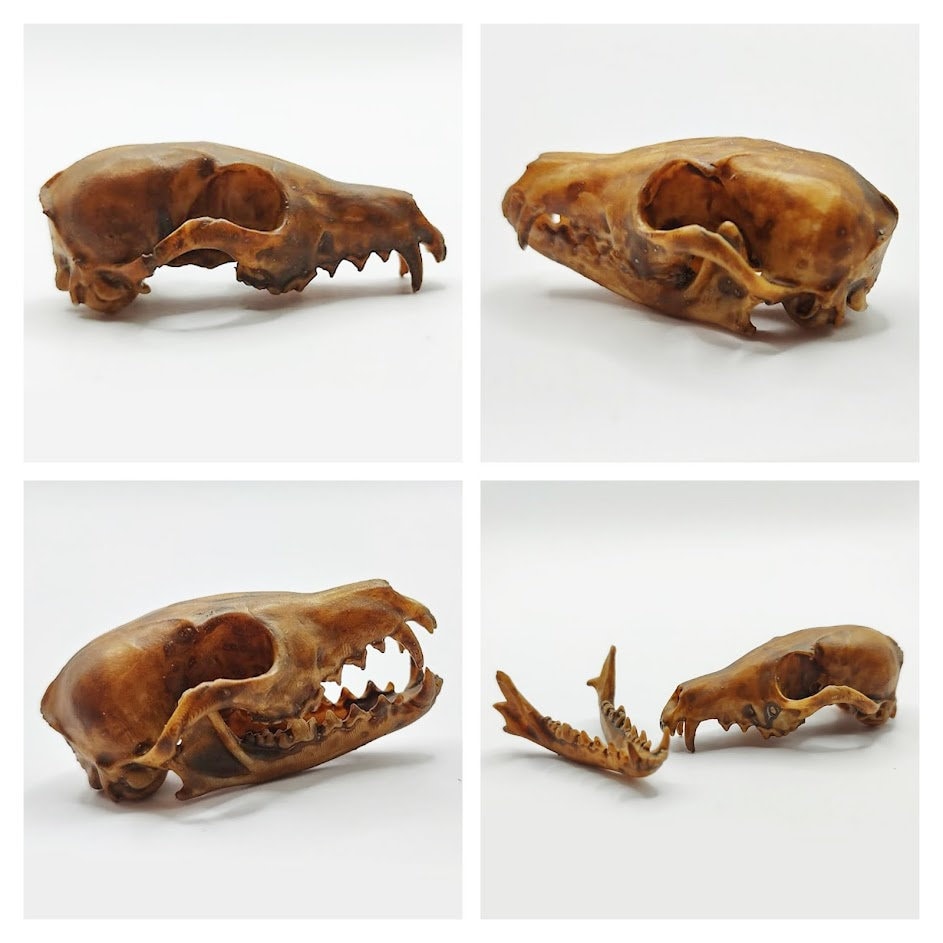 Fox Skull Cranium and Jaw - 1:6 Scale skull replica for diorama, miniature horror scenes, dollhouse, curio cabinet, interesting curiosity